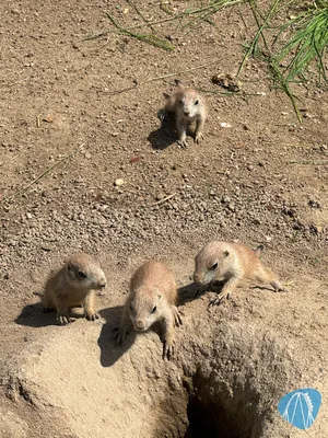 Foto aus Prague Zoo von RollerCoasterBuhmaus