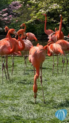 Foto aus Weltvogelpark Walsrode von Passtschon