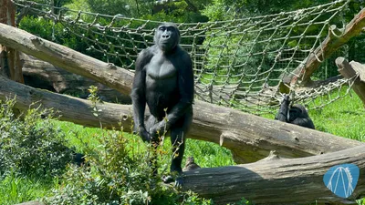 Foto aus Burgers` Zoo von Highnoon