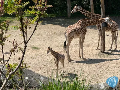 Foto aus Burgers` Zoo von Highnoon