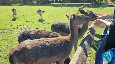 Foto aus WildtierPark Edersee von Mukkel
