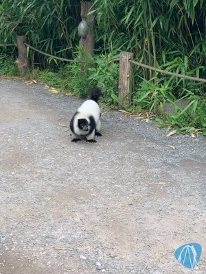 Foto aus Zoo Duisburg von Annika