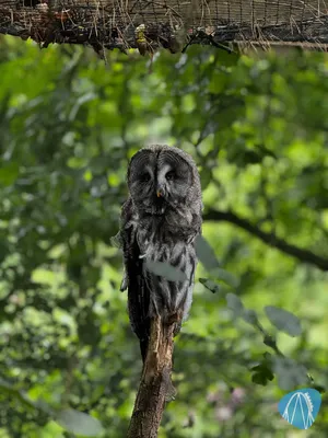 Foto aus Weltvogelpark Walsrode von derzornigezorn