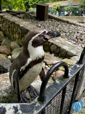 Foto aus Weltvogelpark Walsrode von derzornigezorn