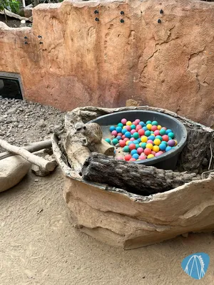 Foto aus Pairi Daiza von ahoiseemann