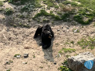 Foto aus Pairi Daiza von ahoiseemann