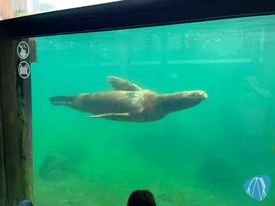 Foto aus Pairi Daiza von ahoiseemann