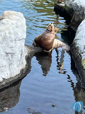 Foto aus Pairi Daiza von ahoiseemann