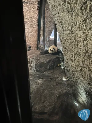 Foto aus Pairi Daiza von ahoiseemann