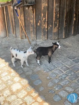 Foto aus Der Grüne Zoo Wuppertal von Annika