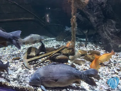 Foto aus SEA LIFE Konstanz von Chris92
