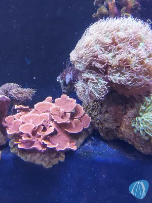 Foto aus SEA LIFE Konstanz von Chris92