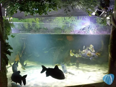Foto aus SEA LIFE Konstanz von Chris92