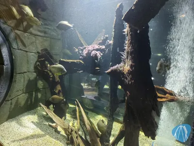 Foto aus SEA LIFE Konstanz von Chris92