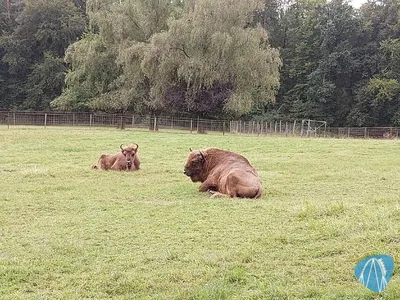 Foto aus Wild- und Freizeitpark Allensbach / Bodensee von Chris92