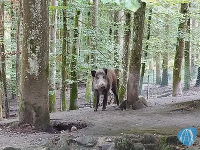 Foto aus Wild- und Freizeitpark Allensbach / Bodensee von Chris92