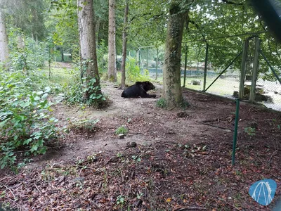 Foto aus Wild- und Freizeitpark Allensbach / Bodensee von Chris92