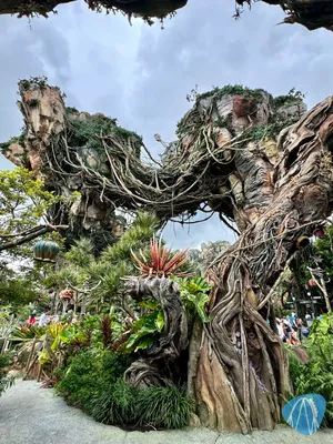 Photo from Disney's Animal Kingdom by tohe19811