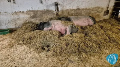 Foto aus Freizeitpark Märchenwald im Isartal von looping_Loui