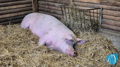 Foto aus Freizeitpark Märchenwald im Isartal von looping_Loui
