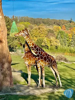 Foto aus Opel-Zoo von SvalguRok