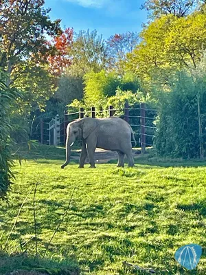 Foto aus Opel-Zoo von SvalguRok