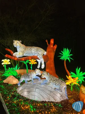 Foto aus Serengeti-Park von Babyboomer