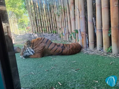 Foto aus Busch Gardens Tampa Bay von Stefan95