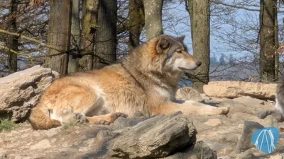 Foto aus Wildpark Bad Mergentheim von Jan