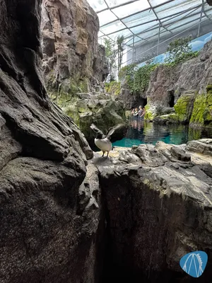 Photo from Oceanário de Lisboa by Diddy