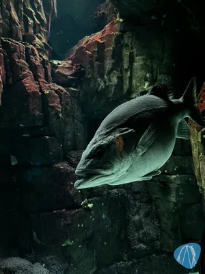 Photo from Oceanário de Lisboa by Diddy