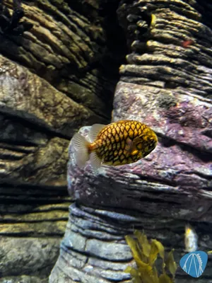 Photo from Oceanário de Lisboa by Diddy