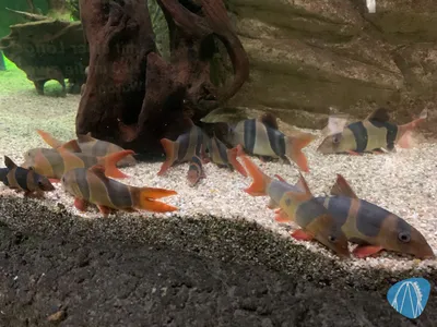 Foto aus SEA LIFE Timmendorfer Strand von Babyboomer