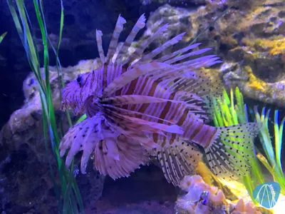 Foto aus SEA LIFE Timmendorfer Strand von Babyboomer