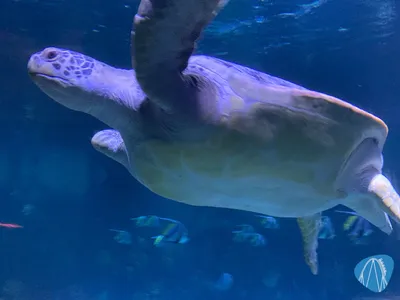 Foto aus SEA LIFE Timmendorfer Strand von Babyboomer