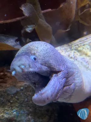 Foto aus SEA LIFE Timmendorfer Strand von Babyboomer