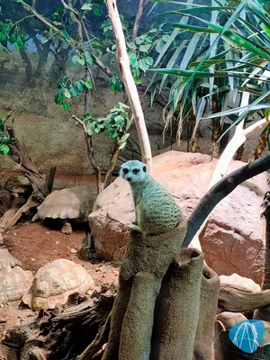 Foto aus Reptilienzoo Allgäu von Harald sein Vater
