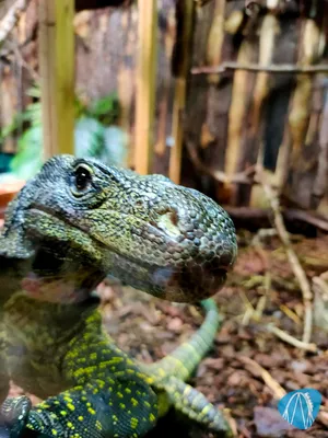 Foto aus Reptilienzoo Allgäu von Harald sein Vater