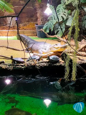 Foto aus Reptilienzoo Allgäu von Harald sein Vater