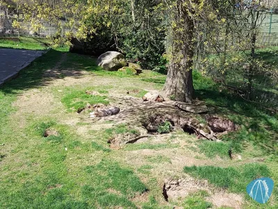Foto aus Tierpark Hirschfeld von Chris92
