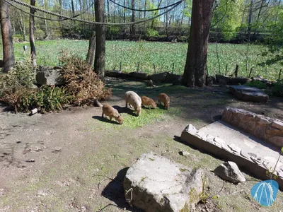 Foto aus Tierpark Hirschfeld von Chris92