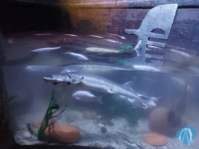 Foto aus SEA LIFE Gardaland von Chris92
