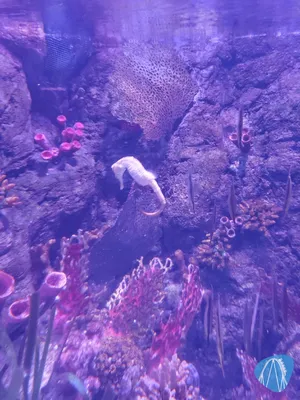 Foto aus SEA LIFE Gardaland von Chris92