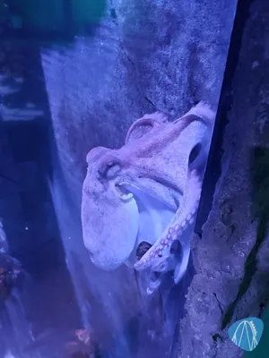 Foto aus SEA LIFE Gardaland von Chris92