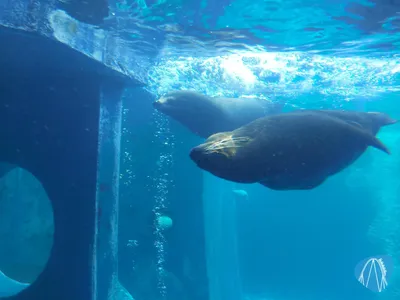 Foto aus SEA LIFE Gardaland von Chris92