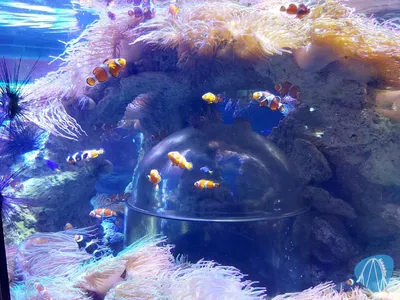 Foto aus SEA LIFE Gardaland von Chris92