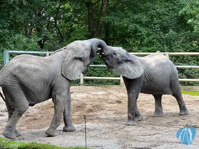 Foto aus Der Grüne Zoo Wuppertal von Highnoon