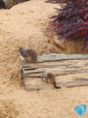 Foto aus Edelwies von AffigerAffe