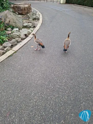 Foto aus Efteling von Stefan95
