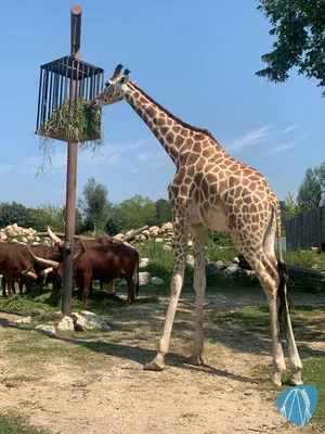 Foto aus Parco Natura Viva von feronimo
